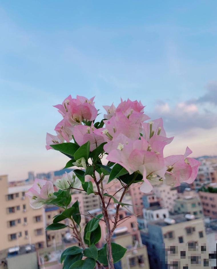 为什么手机拍出来的花,颜色总是失真?教你拍出真正好看的花! 为什么手机拍出来的花,颜色总是失真?教你拍出真正好看的花!