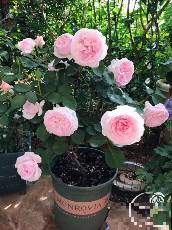 女儿辞职，回家养花，老爸说：15亩地，你负责养花，我负责蔬果！