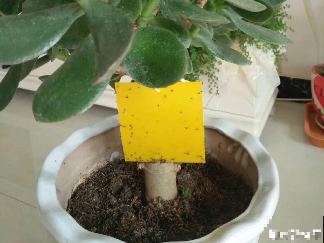 花盆长出这4种东西，别犹豫，赶紧换土