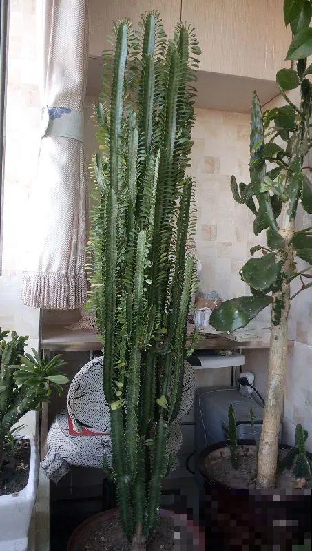 这花3年没浇水，却疯长得把盆撑爆，懒人福利啊！