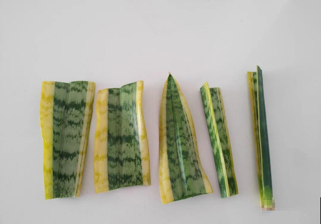 养花要狠得下心,枝条剁八段,呼呼长成新盆栽 养花要狠得下心,枝条剁八段,呼呼长成新盆栽