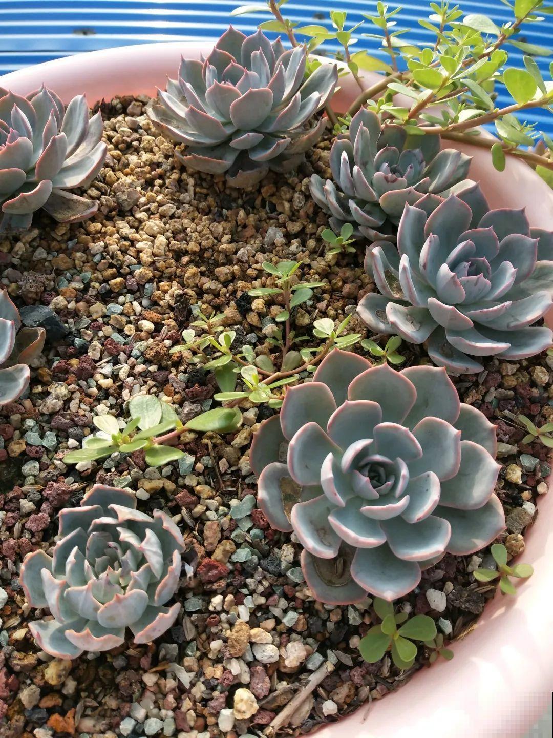 搪瓷盆别丢,拿来养花做合适,根壮叶肥开花爆盆 搪瓷盆别丢,拿来养花做合适,根壮叶肥开花爆盆