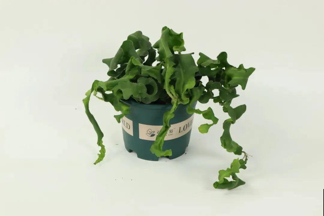 1种花只在夜里开，一次能开50朵，摘下来炒鸡蛋特香！