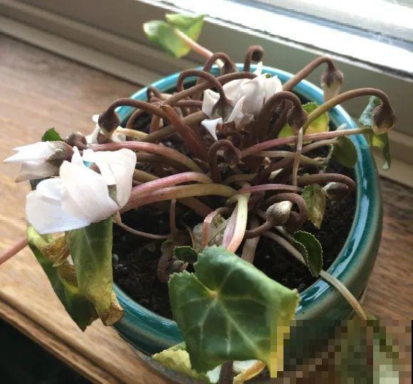 现在开花不一定是好事,赶紧剪掉,才能正常活 现在开花不一定是好事,赶紧剪掉,才能正常活