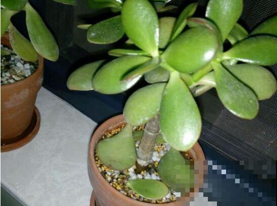 10种花,夏天怕淋雨,下雨赶紧搬进屋! 10种花,夏天怕淋雨,下雨赶紧搬进屋!