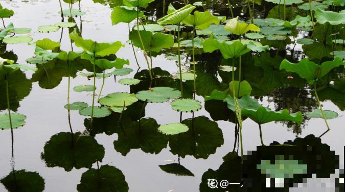 关于荷花,4个令人叹绝的冷知识,看完真长见识了! 关于荷花,4个令人叹绝的冷知识,看完真长见识了!