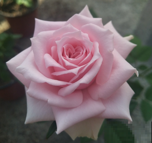 专属12星座的月季花,快看你的星座是什么月季吧! 专属12星座的月季花,快看你的星座是什么月季吧!