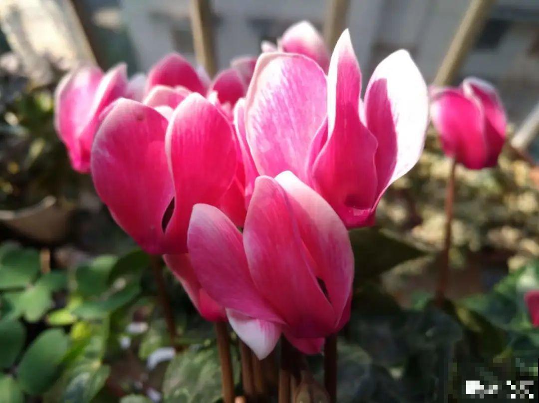 公认难养的20种花,养一盆死一盆,下次还敢买? 公认难养的20种花,养一盆死一盆,下次还敢买?