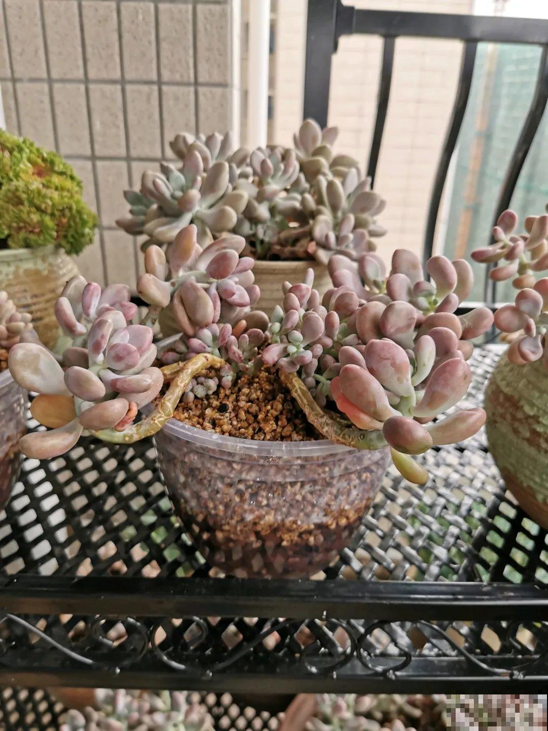 周末去花市捡漏，这花竟然1块钱1棵，赶紧买！