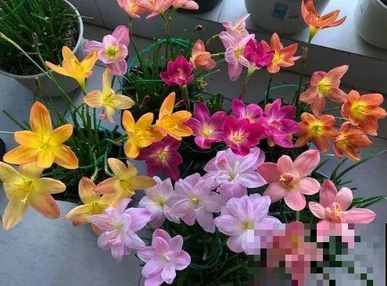 10种花，不怕风吹雨淋，不怕暴晒干旱，四季爆开花，堪称花坚强！