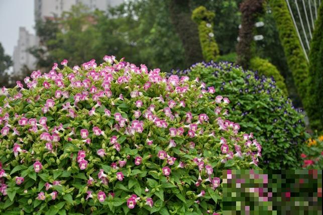 强悍的夏堇花,种一次全年开花,花朵越掐越有! 强悍的夏堇花,种一次全年开花,花朵越掐越有!
