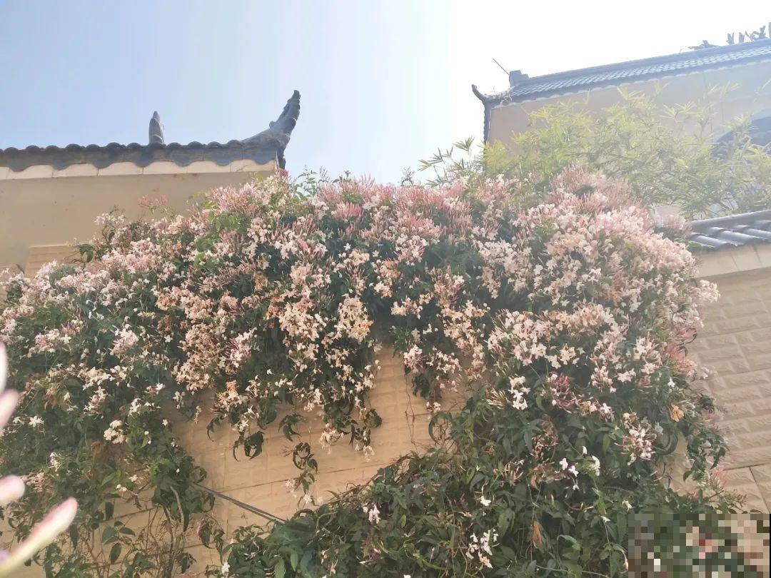 5种花长得特凶猛,房子都被吃掉了! 5种花长得特凶猛,房子都被吃掉了!