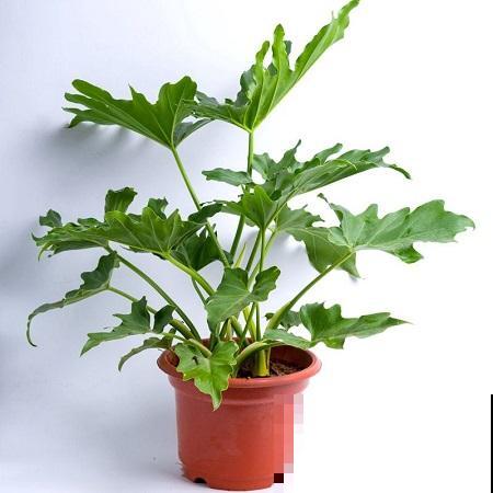 家里摆这3种花,气质好、有格调,客人来了都夸好! 家里摆这3种花,气质好、有格调,客人来了都夸好!