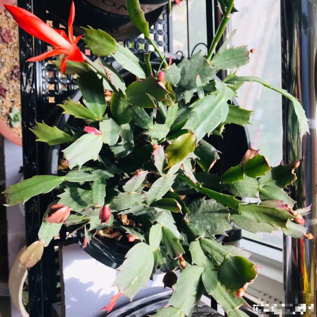 买花要瞪大眼睛，长得太像容易上当，大家要注意