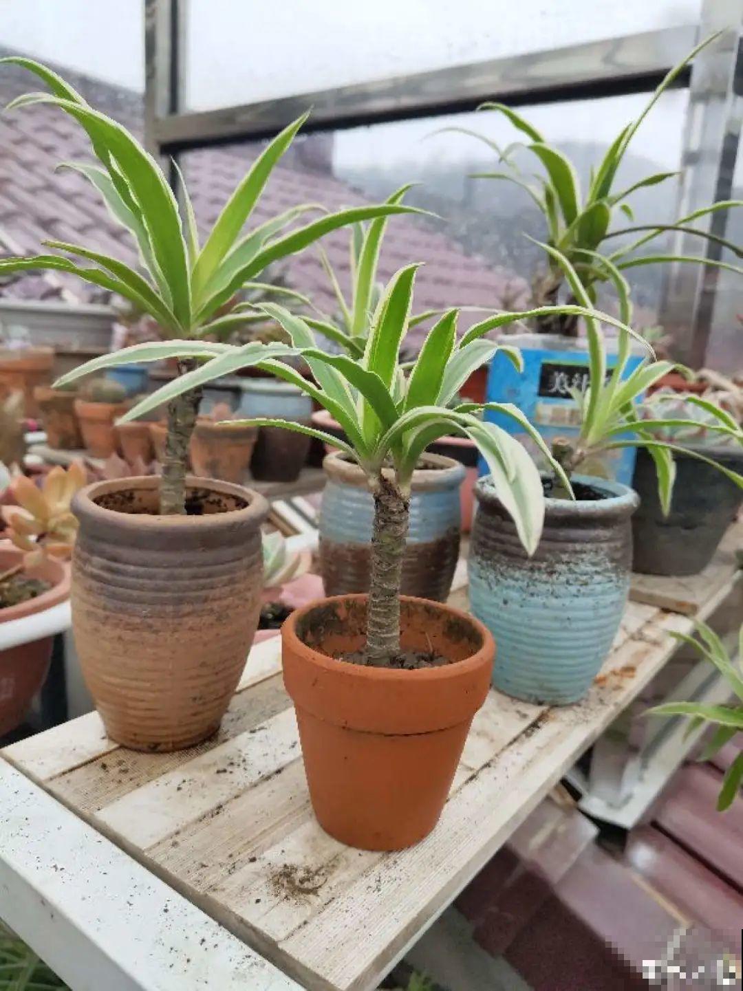 吊兰一根枝,爆出50个小吊,太漂亮! 吊兰一根枝,爆出50个小吊,太漂亮!