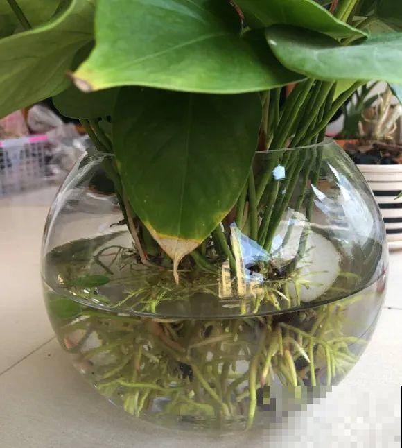 红掌喜欢纯水养，根长成人参，养10年都行！