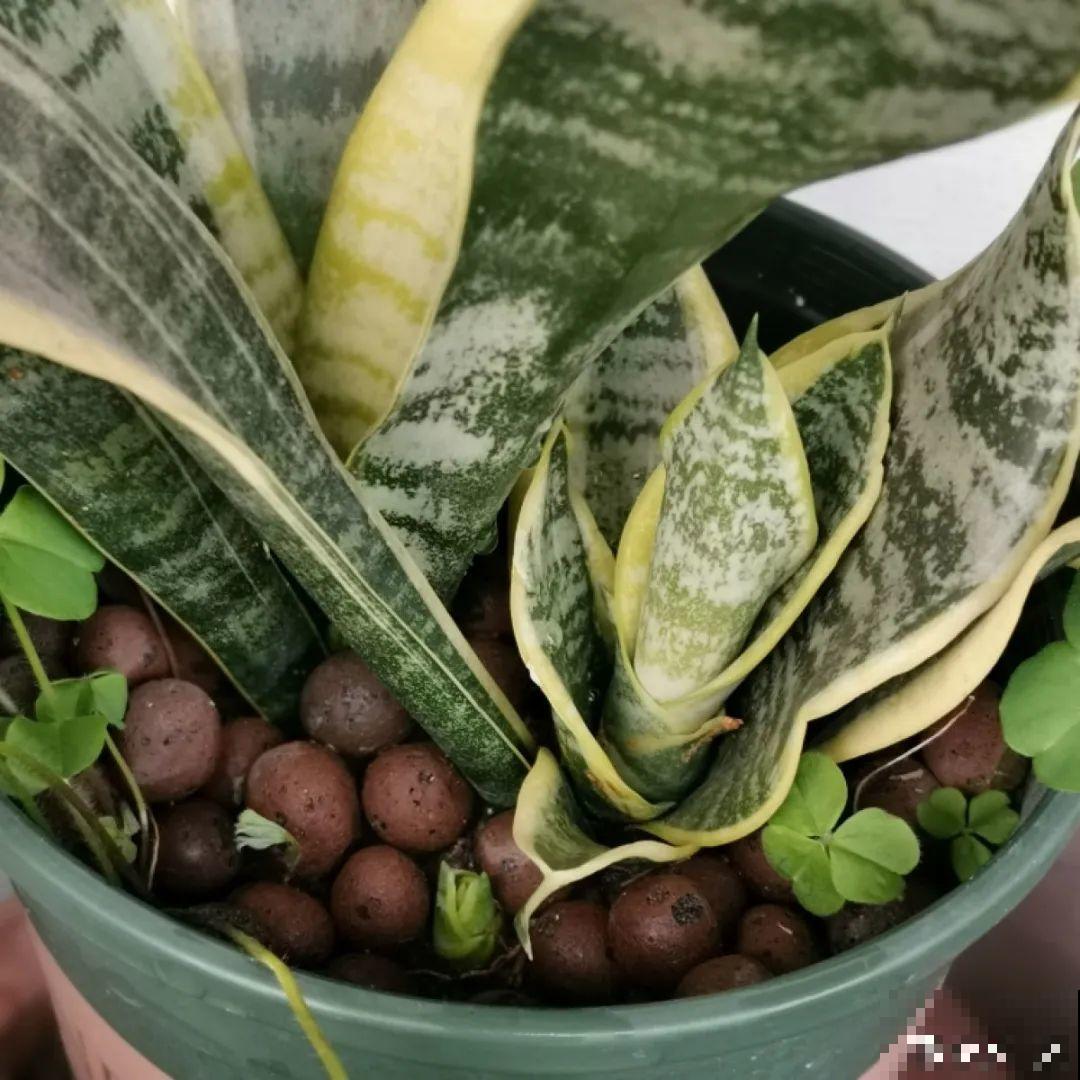 养花要狠得下心,枝条剁八段,呼呼长成新盆栽 养花要狠得下心,枝条剁八段,呼呼长成新盆栽