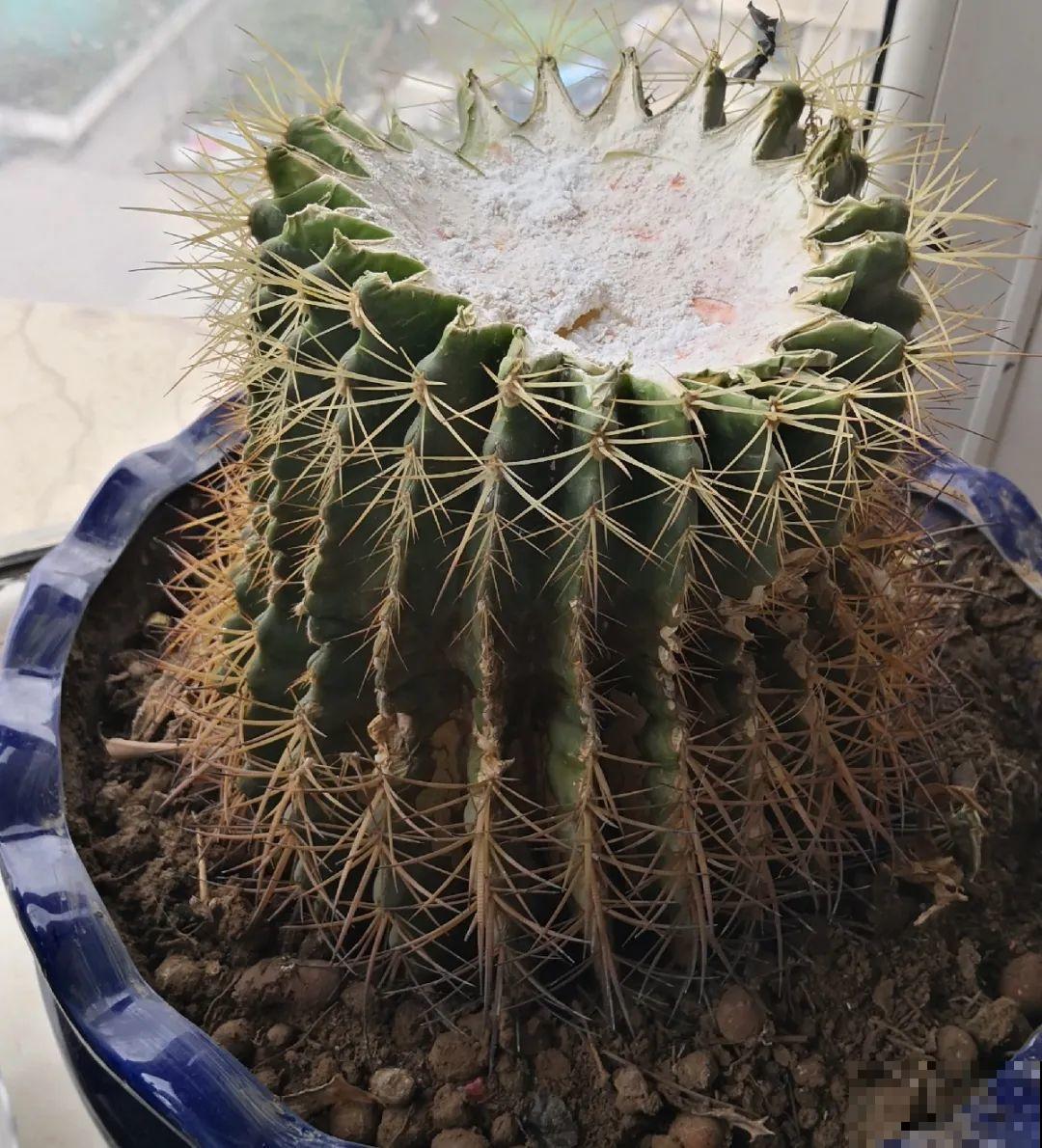 10种花,夏天怕淋雨,下雨赶紧搬进屋! 10种花,夏天怕淋雨,下雨赶紧搬进屋!