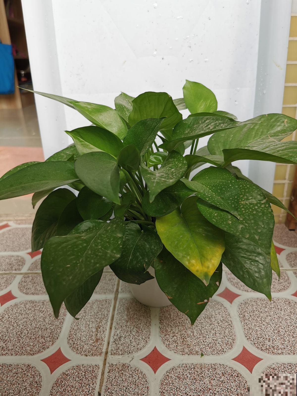 花市的花,叶子亮的闪眼睛,小心点,可能是喷了药 花市的花,叶子亮的闪眼睛,小心点,可能是喷了药