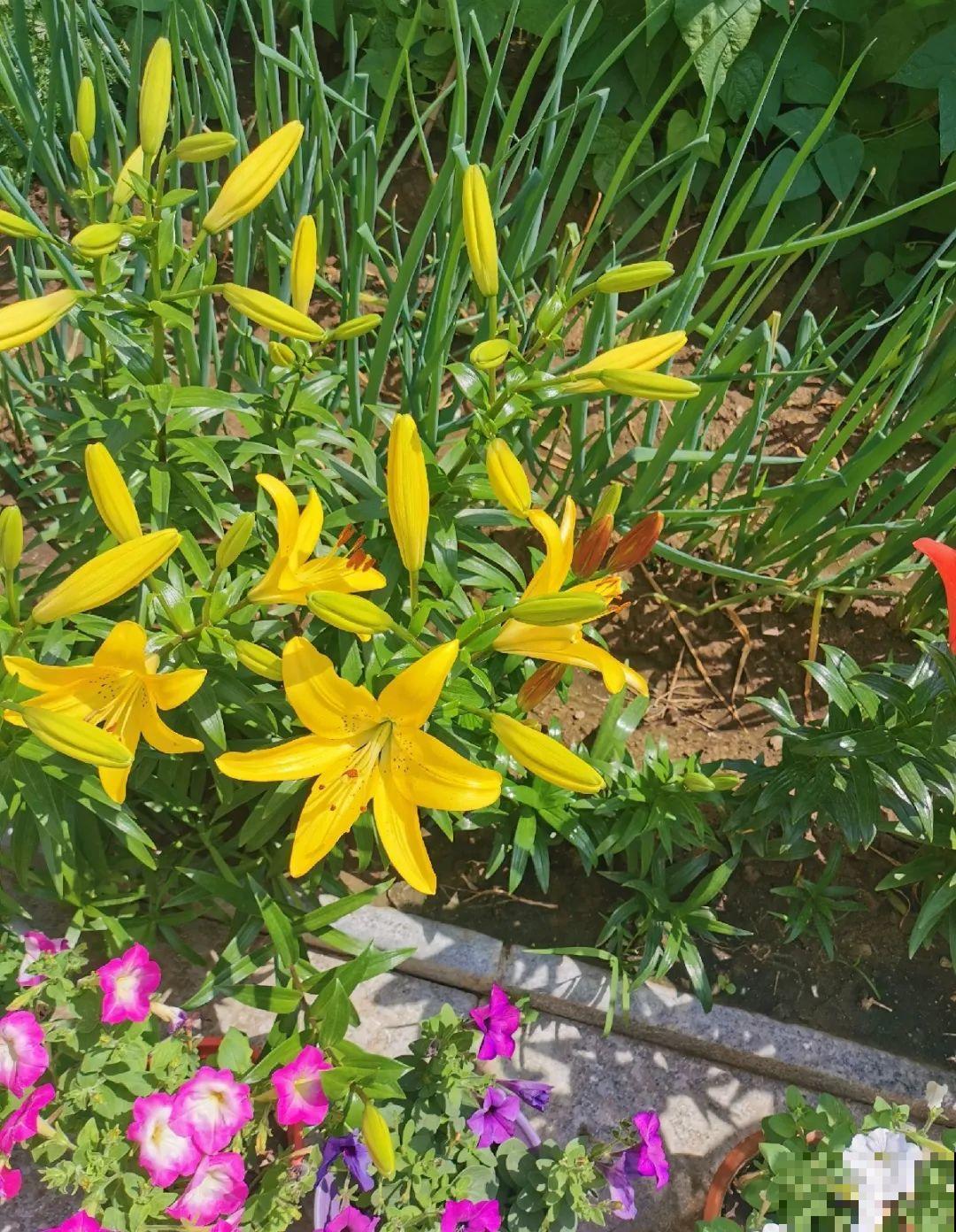 70岁老妈,一天也闲不住,院子里种满了花! 70岁老妈,一天也闲不住,院子里种满了花!