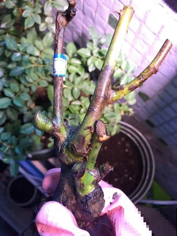 看到这些花,扭头就走,别买,谁买谁吃亏! 看到这些花,扭头就走,别买,谁买谁吃亏!