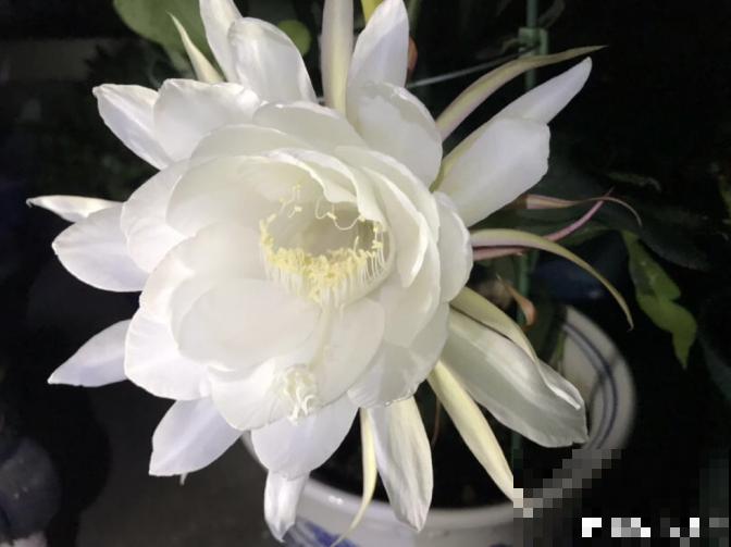 搬个椅子守了一晚上,就为了看昙花,我真是太拼了! 搬个椅子守了一晚上,就为了看昙花,我真是太拼了!