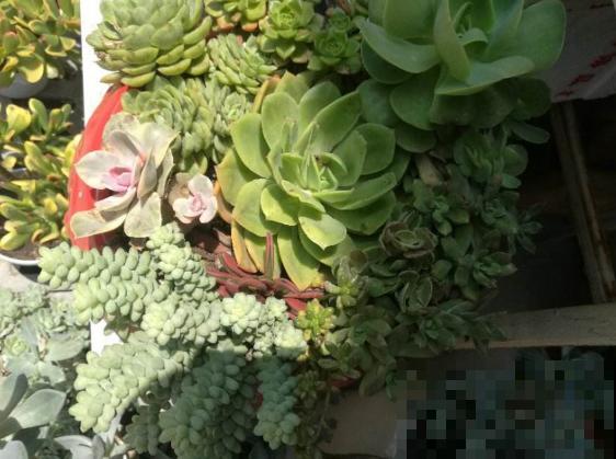 这个时节多肉长气根了,一定要注意了,不然等着收空盆吧! 这个时节多肉长气根了,一定要注意了,不然等着收空盆吧!