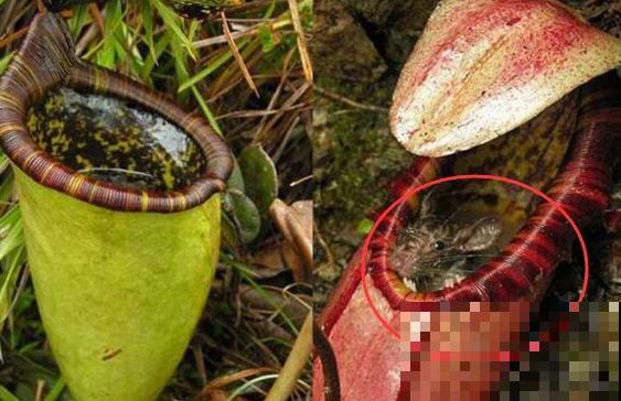 植物也“吃肉”，这种猪笼草可以吞掉一只老鼠，可怕！