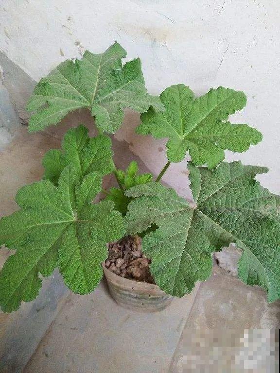 家里养这4种花，呼呼窜2米，开花成一串