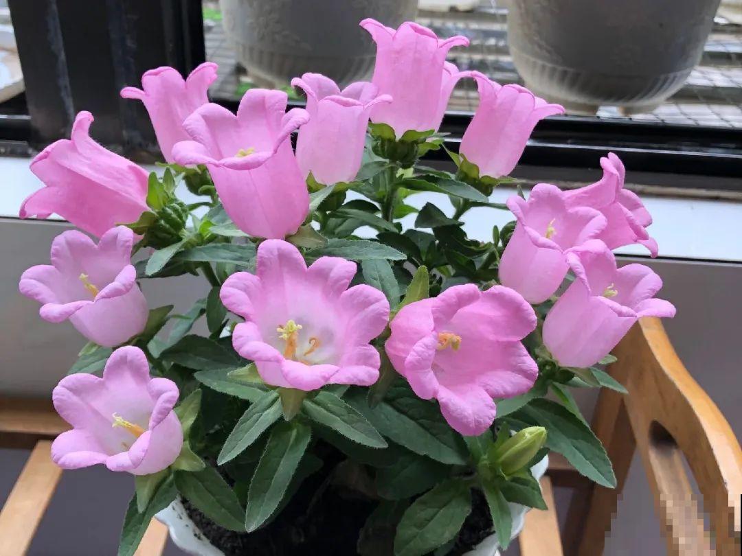 8种花是一次性的，开完就扔，别浪费时间！