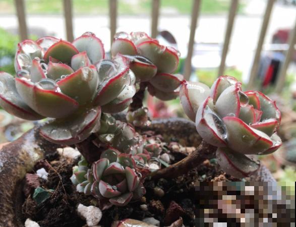 这个时节多肉长气根了,一定要注意了,不然等着收空盆吧! 这个时节多肉长气根了,一定要注意了,不然等着收空盆吧!