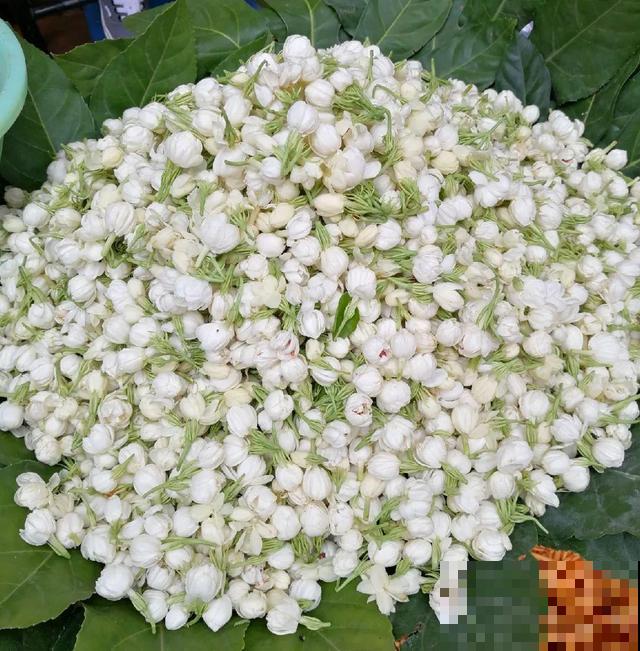 夏天这8种花，可以当菜吃，再不摘就没了！