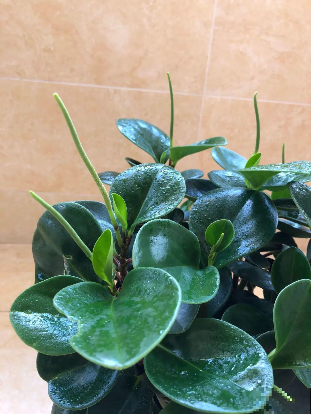 养了20年的玉树，满树开粉花，据说好运要来了！