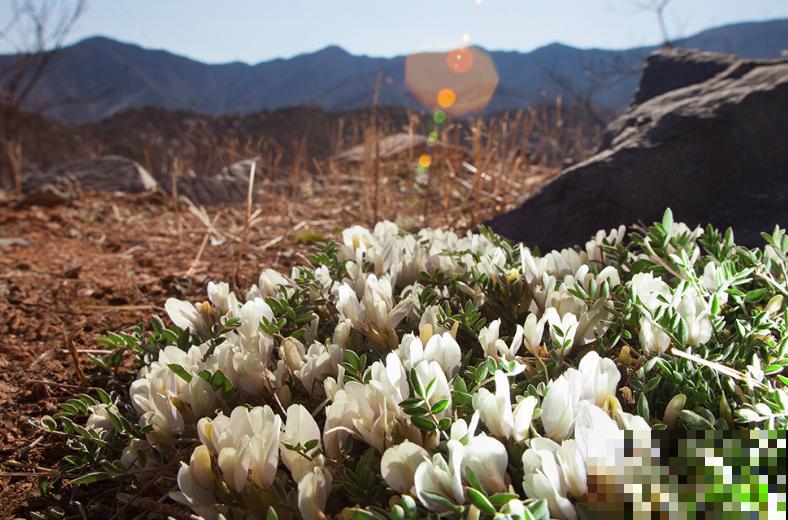 路边一种野花,能开2~3年不落,花瓣永不褪色! 路边一种野花,能开2~3年不落,花瓣永不褪色!