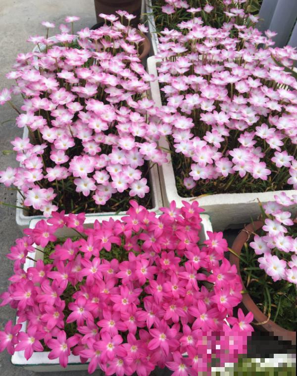 奇葩的催花方式:淋雨,越淋雨越开花! 奇葩的催花方式:淋雨,越淋雨越开花!