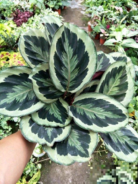 别养绿萝了,这种超级耐阴王,叶子比油画还美! 别养绿萝了,这种超级耐阴王,叶子比油画还美!