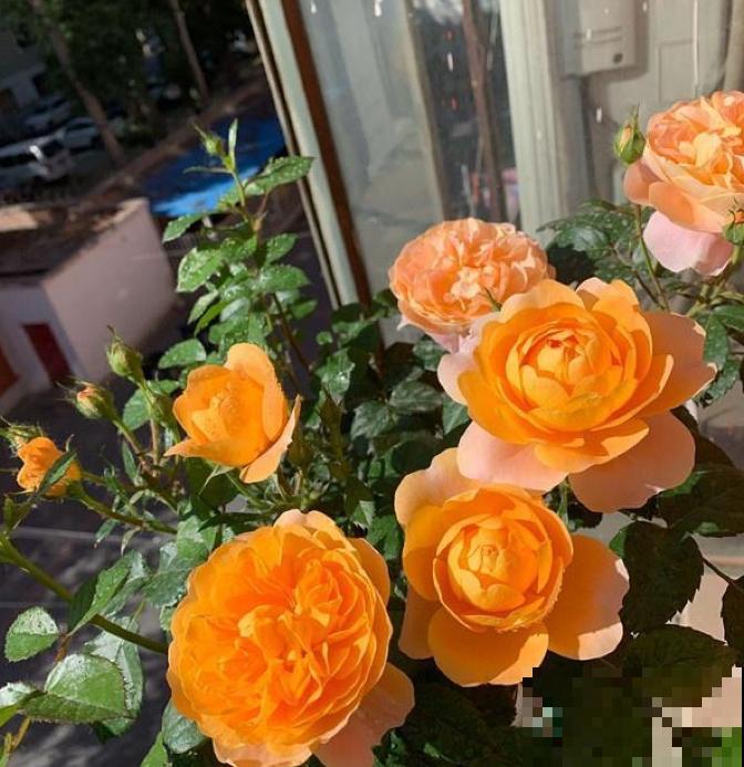 几种适合阳台养的月季,夏天也很少生病,太省心了! 几种适合阳台养的月季,夏天也很少生病,太省心了!