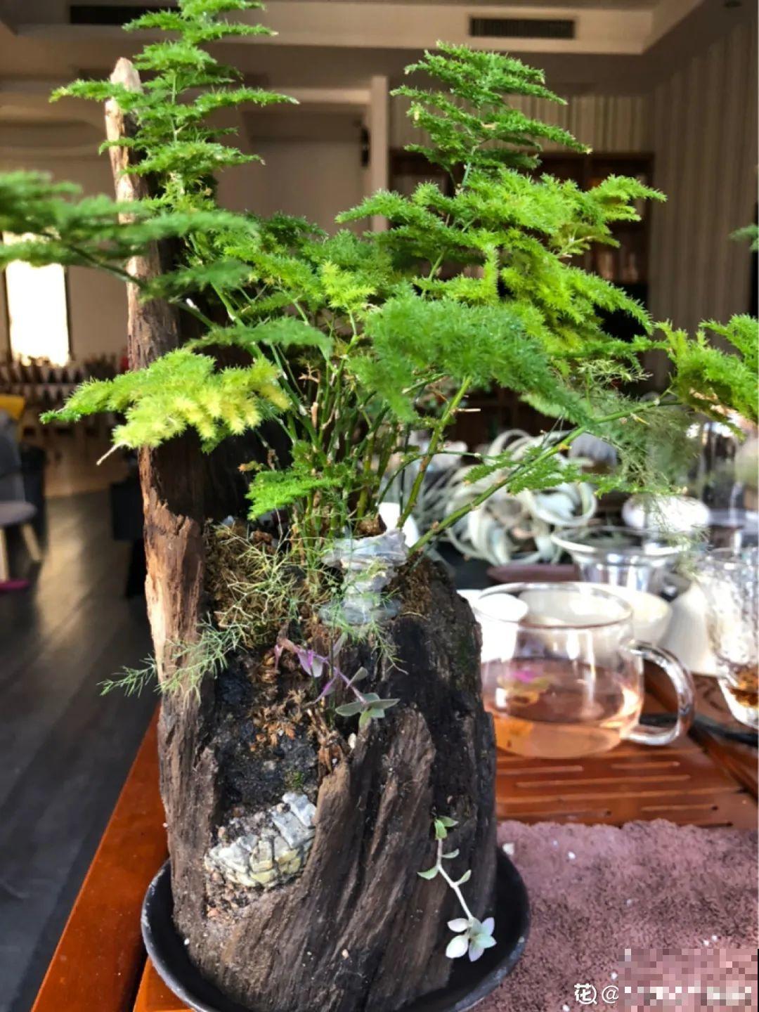 家里养盆松,代代出富翁,镇宅守家寓意好! 家里养盆松,代代出富翁,镇宅守家寓意好!