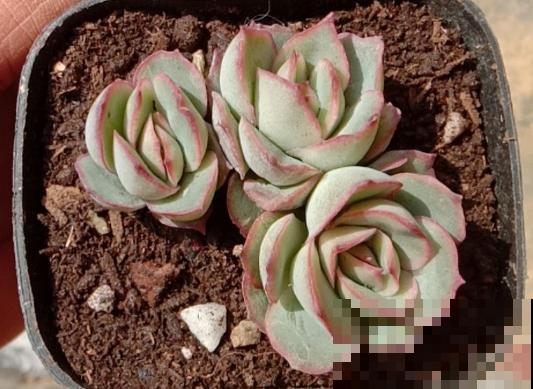 这个时节多肉长气根了,一定要注意了,不然等着收空盆吧! 这个时节多肉长气根了,一定要注意了,不然等着收空盆吧!