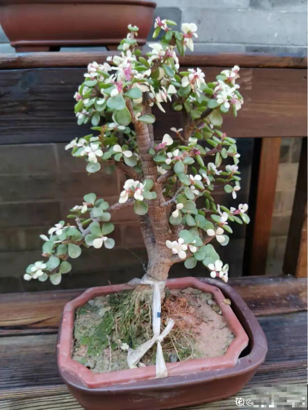 家里养盆松,代代出富翁,镇宅守家寓意好! 家里养盆松,代代出富翁,镇宅守家寓意好!