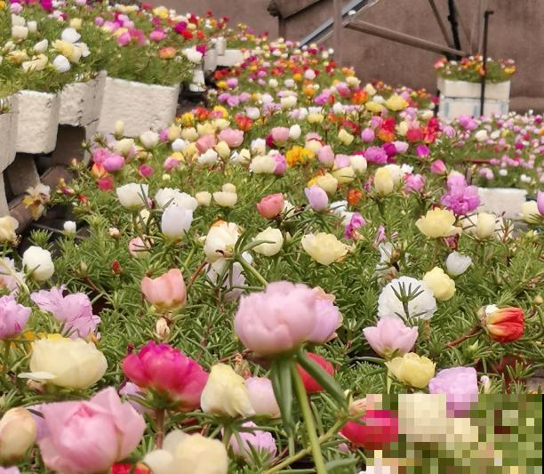 3种花要贱养，盆越小、开花越多，放大盆里容易死！