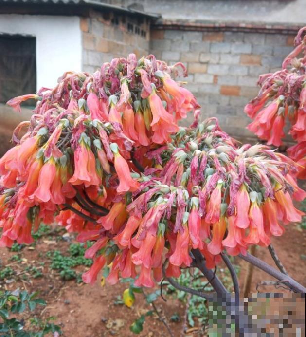 这花太能生崽,恨得用脚踩,结果越踩长得越多! 这花太能生崽,恨得用脚踩,结果越踩长得越多!