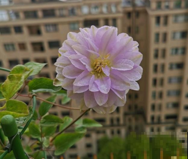 5种冷门花，今年特别流行，从种下到开花只用2个月！