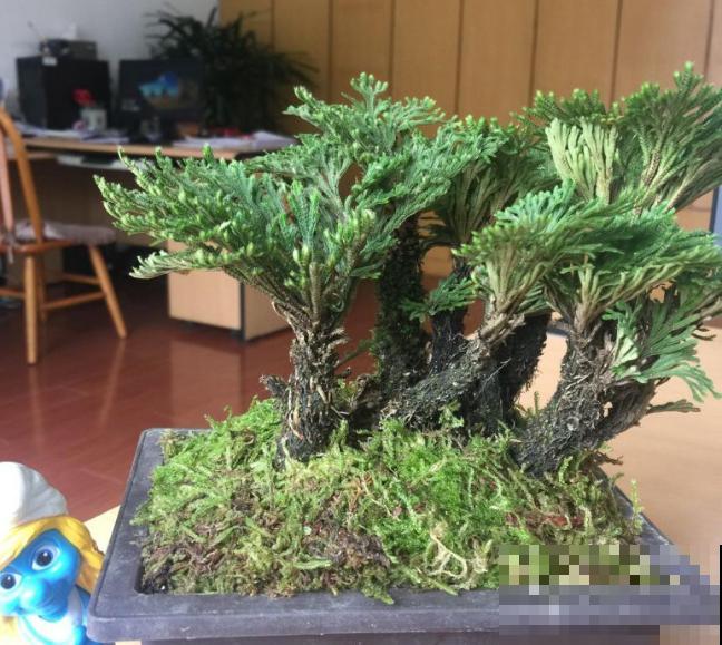 九死还魂草,怎么折腾都死不了,一遇水枯叶变绿叶! 九死还魂草,怎么折腾都死不了,一遇水枯叶变绿叶!