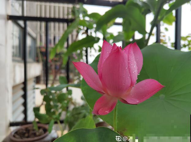 夏天最美的水生花,一个小盆就能养,越晒越好看! 夏天最美的水生花,一个小盆就能养,越晒越好看!