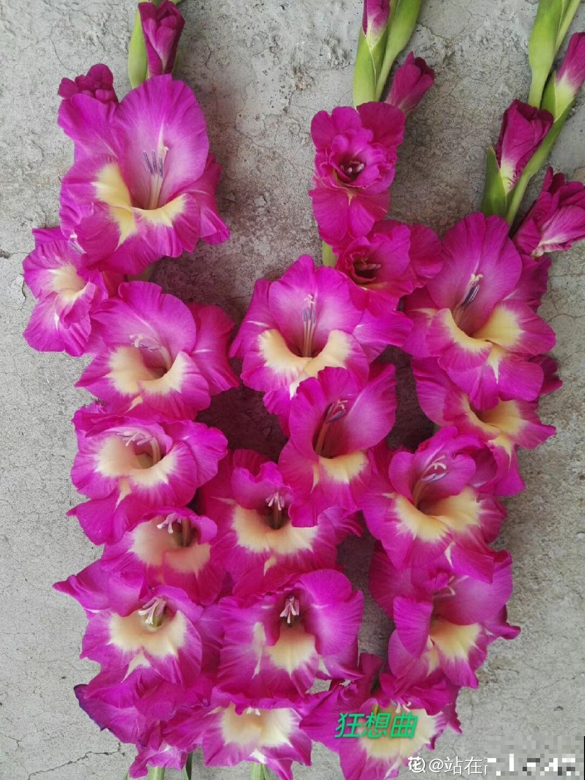 大门口种一丛它，开花一串几十朵，邻居天天跑来看！