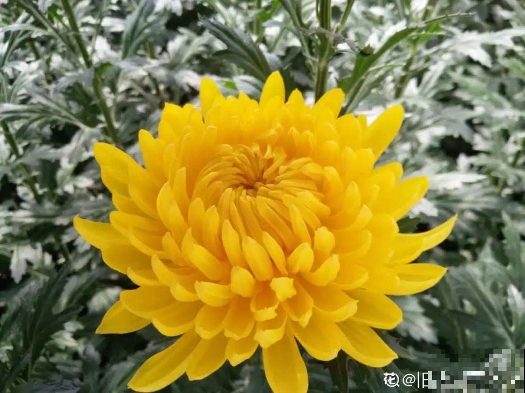 20种香水花,茶花排倒数,第一就是它! 20种香水花,茶花排倒数,第一就是它!