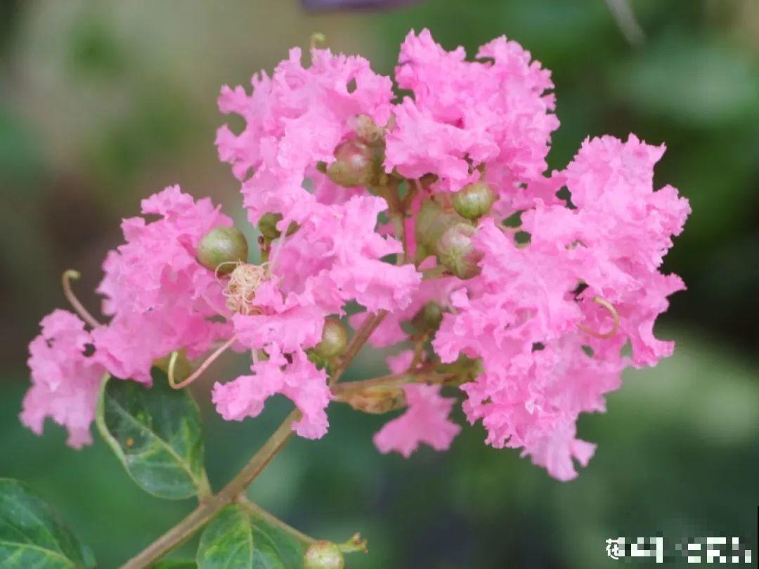 20种香水花,茶花排倒数,第一就是它! 20种香水花,茶花排倒数,第一就是它!