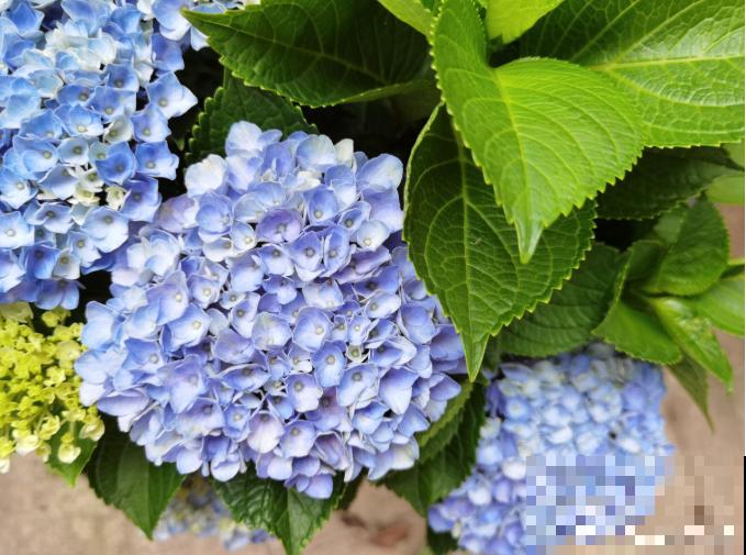 为什么手机拍出来的花,颜色总是失真?教你拍出真正好看的花! 为什么手机拍出来的花,颜色总是失真?教你拍出真正好看的花!