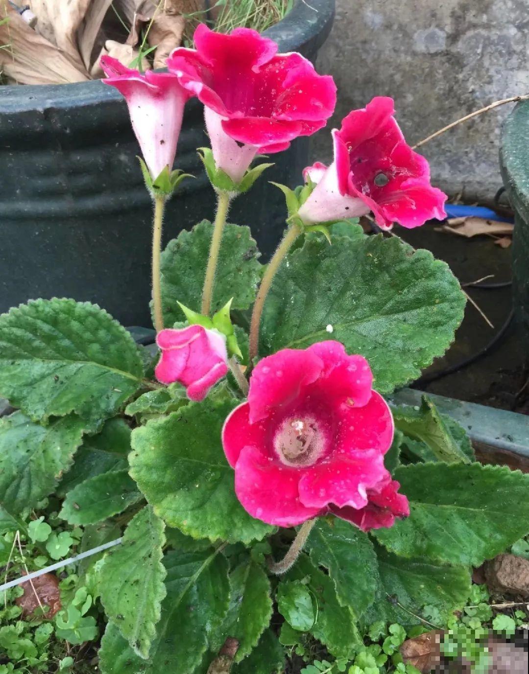 10种花,夏天怕淋雨,下雨赶紧搬进屋! 10种花,夏天怕淋雨,下雨赶紧搬进屋!